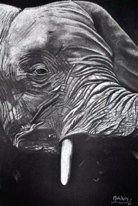 Majestic Elephant Portrait