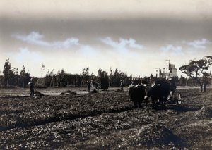 Plowing in Mussolinia, in the Province of Cagliari by Marco Leporati