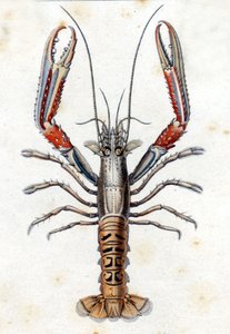 Natural History Plate: The Langoustine after Marc Elieser Bloch by Marcus Élieser Bloch