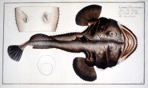 Natural History Plate: The Lotte by Marcus Élieser Bloch