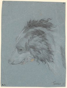 A Dog