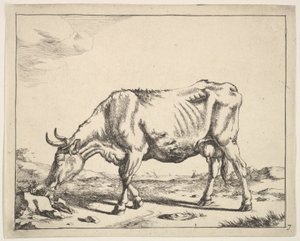 Cow, after Paulus Potter