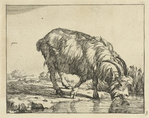 Drinking Goat Goats and Bucks (series title) by Marcus de Bye