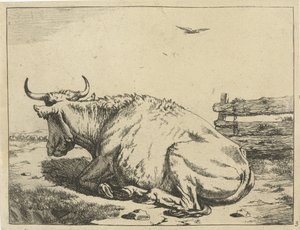 Cow Lying by Fence (Cattle)