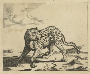Leopard Standing to the Left, Head to the Right (Leopards)
