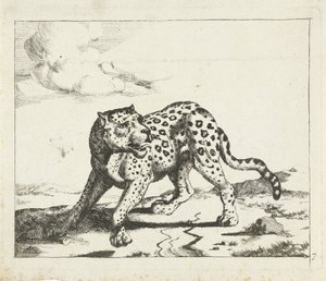 Leopard, Standing to the Left, Head to the Right (Leopards)