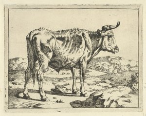 Bull Standing by Rock Cattle and Pigs (series title) by Marcus de Bye