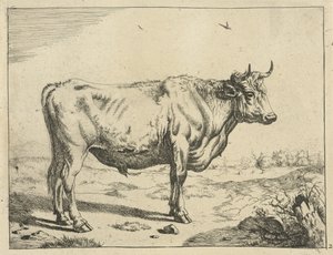 Bull Standing to the Right with Birds by Marcus de Bye