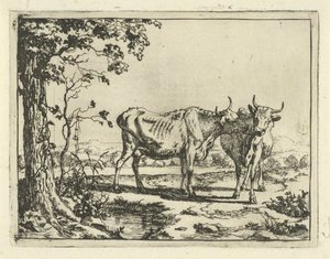 Two Cows Licking Each Other (Cattle and Pigs) by Marcus de Bye