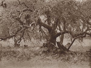At Rest on a Bough by Marcuswell Maxwell