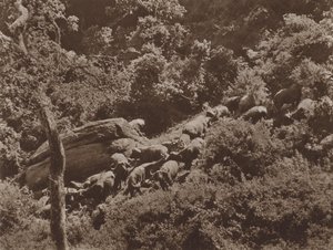 Buffalo in Cover