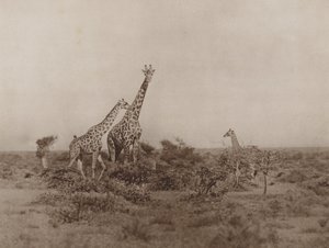 Giraffes in the Scrub by Marcuswell Maxwell