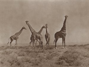 On the Plains of Kenya by Marcuswell Maxwell