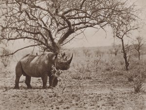 The Friend of the Rhinoceros, Tick-Birds at Their Post by Marcuswell Maxwell