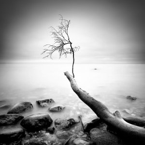 Bare Tree Serenity by Marek Kijevský
