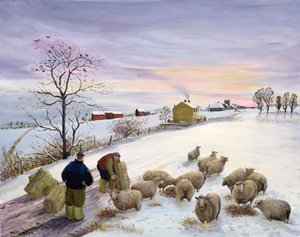 Feeding Sheep in Winter