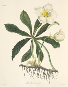 Black Hellebore or Christmas Rose, from Floral Illustrations of the Seasons, pub. 1829 by Margaret Roscoe