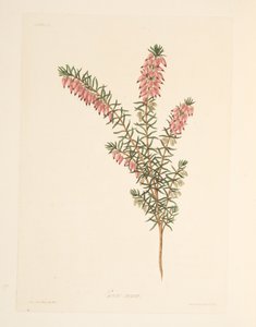 Flesh-coloured, early flowing Heath, from Floral Illustrations of the Seasons, pub. 1829 by Margaret Roscoe