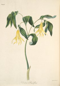 Large Flowered Bellwort, from Floral Illustrations of the Seasons, pub. 1829