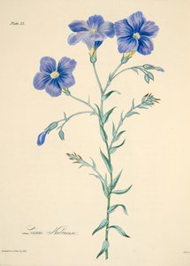 Narbonne Flax, from Floral Illustrations of the Seasons by Margaret Roscoe