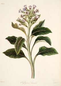 Oriental Hyoscyamus, from Floral Illustrations of the Seasons, pub. 1829 by Margaret Roscoe