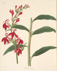 Refulgent Lobelia, from Floral Illustrations of the Seasons by Margaret Roscoe