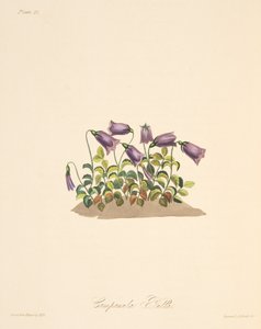 Russet Bell Flower, from Floral Illustrations of the Seasons, pub. 1829