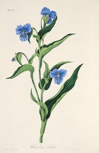 Sky-blue Commelina, from Floral Illustrations of the Seasons, pub. 1829 by Margaret Roscoe