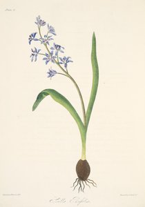 Two-leaved Squill, from Floral Illustrations of the Seasons, pub. 1829