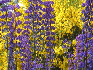 Lupines in Tierra del Fuego