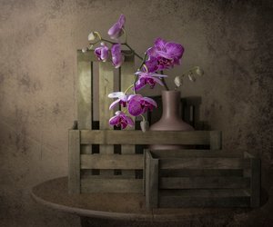 Orchids and Crates