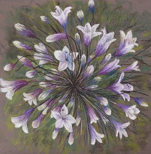 Agapanthus by Margo Starkey