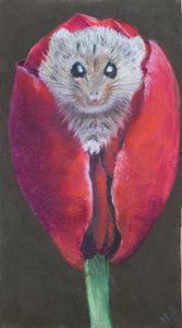 Door mouse in tulip, 2022