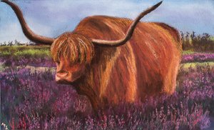 Highland Bull in Scottish Heather, 2018