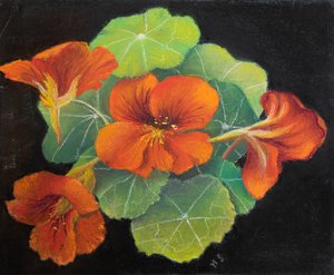 Nasturtiums by Margo Starkey