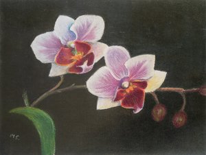 Orchid in My Bedroom