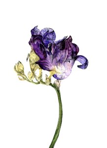 Freesia Flower