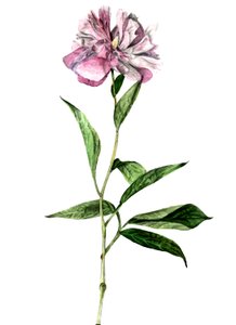 Peony