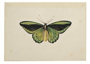 Butterfly, Common Green Birdwing (Ornithoptera priamus)