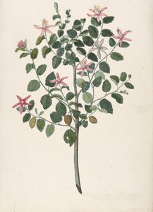 Study of a Plant with Red-Purple Flowers Sebastiana Africana Purpurea, 1695 by Maria Monninckx