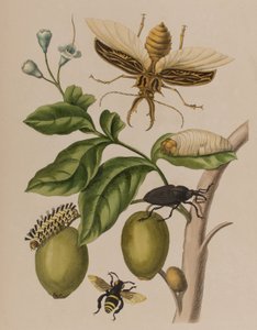 Illustration from 