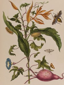 Illustration from 