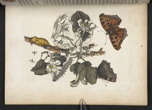 Butterflies, caterpillars and cocoon, from 