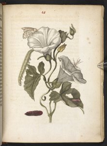 The Wonderful Transformation and Strange Flower-Food of Caterpillars by Maria Sibylla Merian