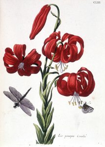 Purple Lily - in 