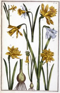 Unknown Image by Maria Sibylla Merian