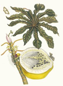 Carica papaya. From the Book Metamorphosis insectorum Surinamensium by Maria Sibylla Merian