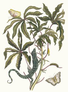 Cassava, From the Book Metamorphosis Insectorum Surinamensium by Maria Sibylla Merian