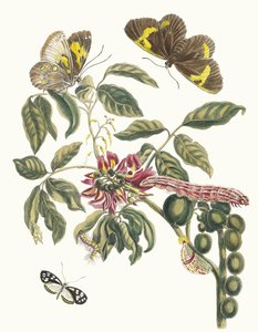 Coronilla Americana Arborescens. From the Book Metamorphosis insectorum Surinamensium, 1705 by Maria Sibylla Merian