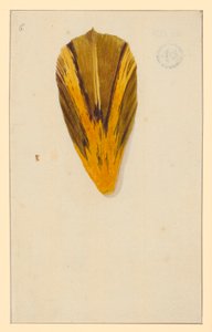 Individual Tulip Petals